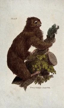 A two toed sloth climbing a tree. Coloured etching. Stock Illustration