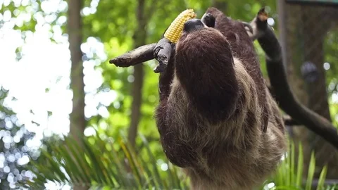 Two-toed sloth eating fresh corn on tree. Stock-Footage 77774483
