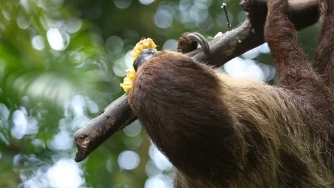 Two-toed sloth eating fresh corn on tree. Vídeos de archivo 77774577