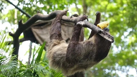 Two-toed sloth eating fresh corn on tree. Vídeos de archivo 77774851
