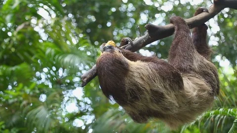 Two-toed sloth eating fresh corn on tree. Vídeos de archivo 77774902