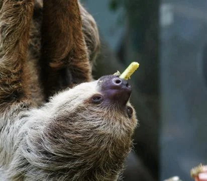 Two Toed Sloth Eating 库存照片