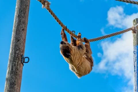 Two Toed Sloth hanging upside down while walking along a rope Stock Photos