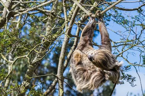 Two-toed sloth itching Stock Photos