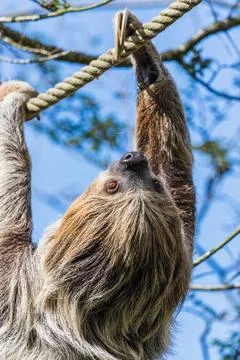 Two-toed sloth moving along a rope Stock Photos