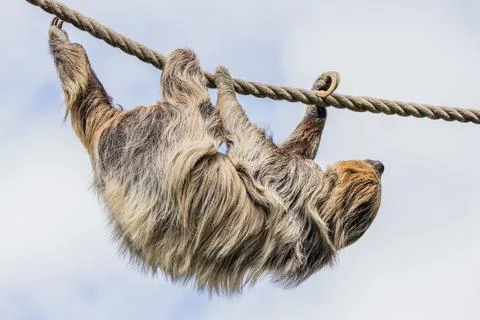 Two-toed sloth moving down a rope Stock Photos