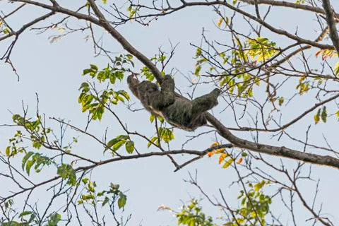 Two Toed Sloth Moving in a tree Stockfoto's