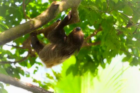 Two-toed Sloth Stock Photos