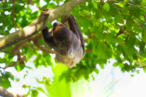 Two-toed Sloth Stock Photos