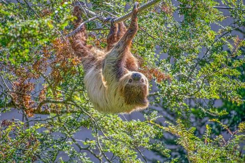 Two toed sloth Stock Photos