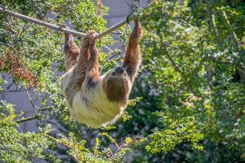 Two toed sloth Stock Photos