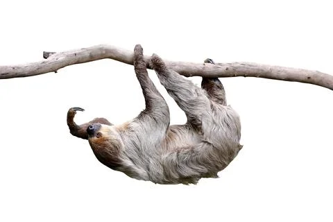 Two-toed sloth Foto stock
