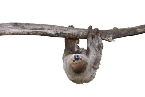 Two-toed sloth Foto stock