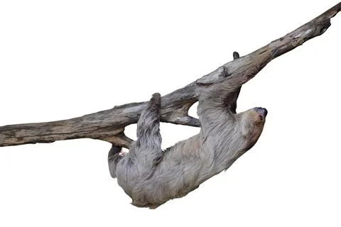 Two-toed sloth Stock Photos