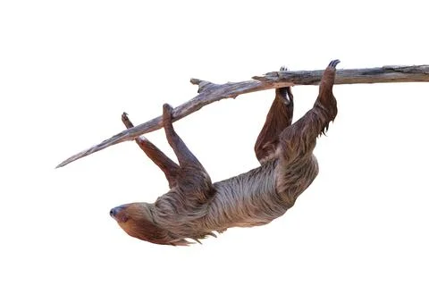 Two-toed sloth Stock Photos