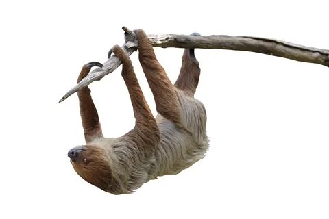 Two-toed sloth Stock Photos