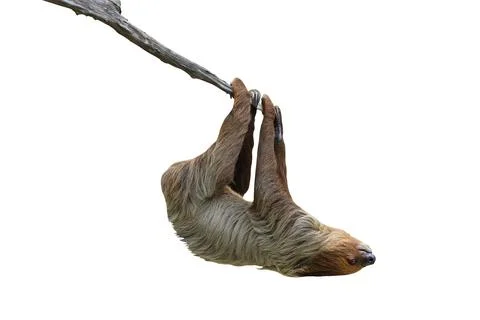 Two-toed sloth Stock Photos