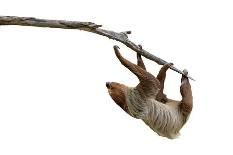 Two-toed sloth Stock Photos