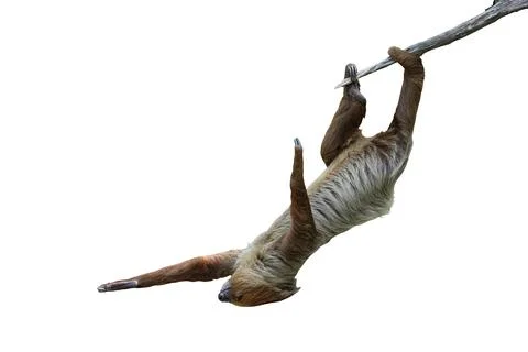 Two-toed sloth Stock Photos