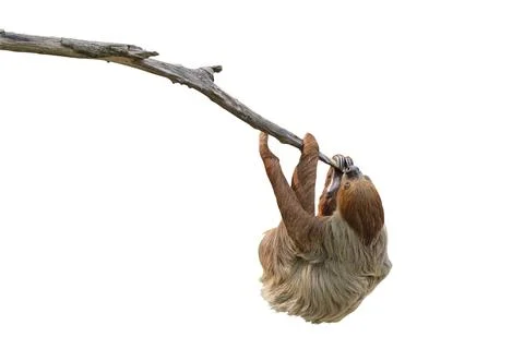 Two-toed sloth Stock Photos