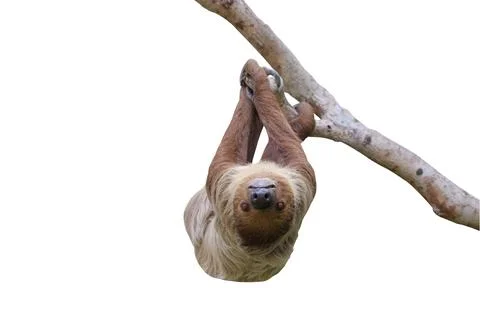 Two-toed sloth Stock Photos