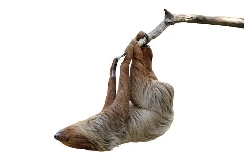 Two-toed sloth Stock Photos