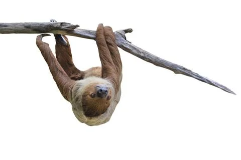 Two-toed sloth Foto stock
