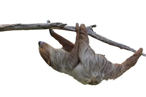 Two-toed sloth Stock Photos