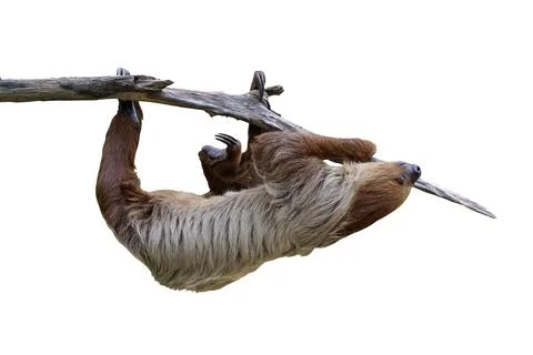 Two-toed sloth Foto stock