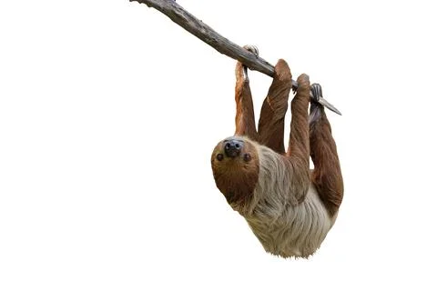 Two-toed sloth Stock Photos