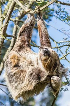 Two-toed sloth scratching Stock Photos