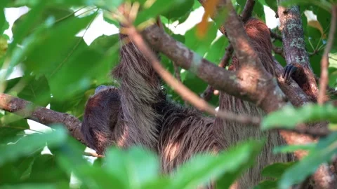 A Two-toed sloth sleeping and hanging upside down in the tree, close up shot. Vidéo 336169445