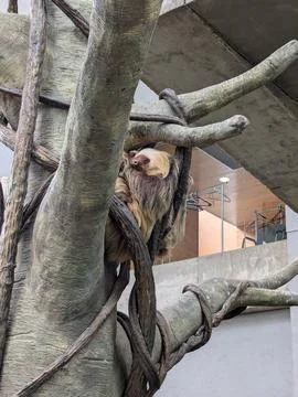 Two-toed sloth sleeping in a tree Foto stock