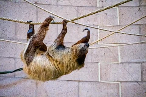 Two toed sloth on some rope Stock Photos