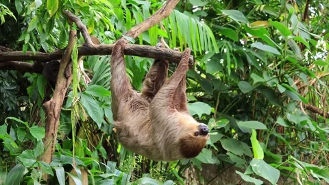 Two-toed Sloth stretching upside down from the tree branch Vidéo 337421747