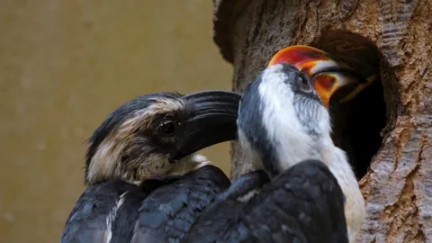 Two Toko bird Von der Deckens Stock Footage 249913353