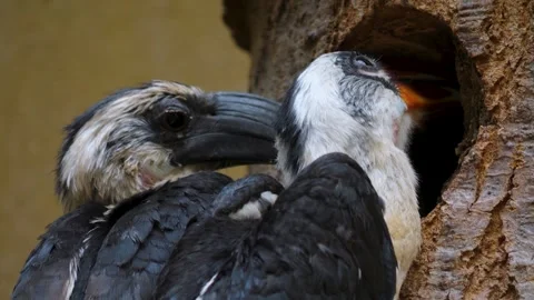 Two Toko birds Von der Deckens sitting Stock Footage 249821153
