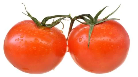 Two tomato on branch isolated Stock Photos