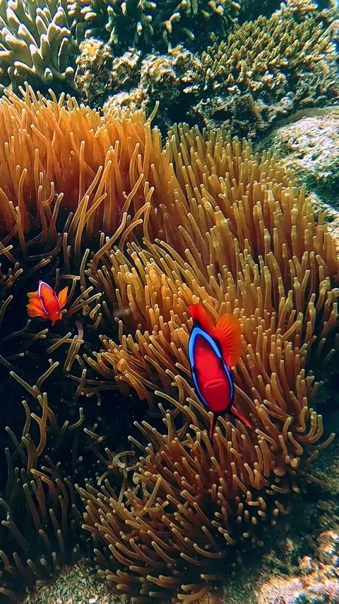 Two tomato clownfish showing territorial behavior in guarding a colony of snakel Stock Footage 331283032