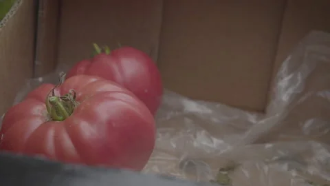 Two Tomatoes In a Box Stock Footage 160319734