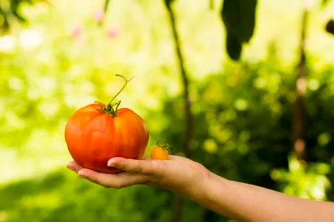 Two tomatoes of different sizes lie on the hand Stock Photos