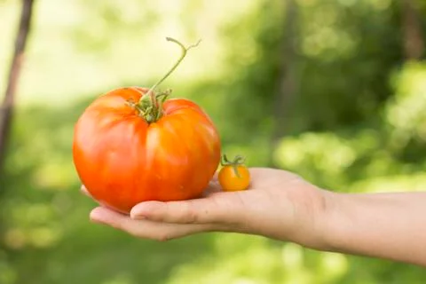 Two tomatoes of different sizes lie on the hand Stock Photos