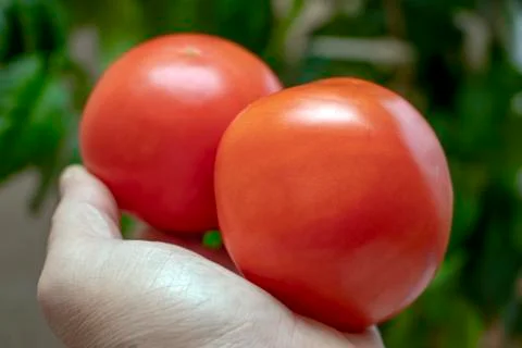 Two tomatoes in the hand. Foto stock