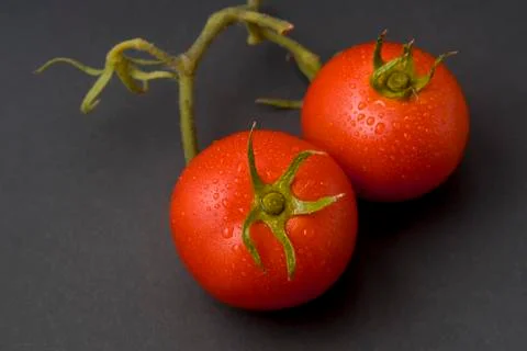 Two tomatoes isolated on black background with stem, leaf and water droplets. Stock Photos