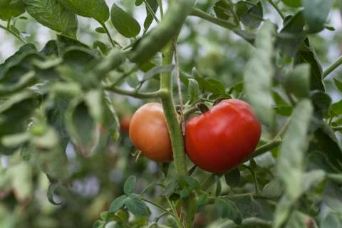Two Tomatoes Stock Photos