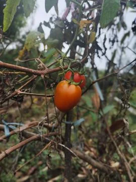 Two tomatoes Stock Photos