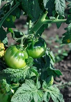 Two tomatoes Stock Photos