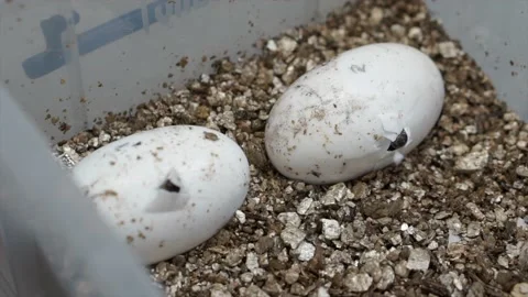 Two Tomistoma crocodile eggs hatching 4K Stock Footage 138023308