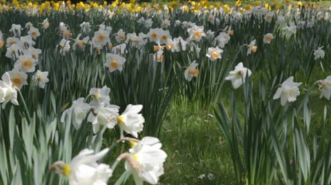 Two tone and yellow spring daffodils blowing in the breeze Stock Footage 37152069