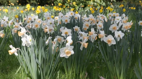 Two tone and yellow spring daffodils blowing in the breeze Stock Footage 37152096